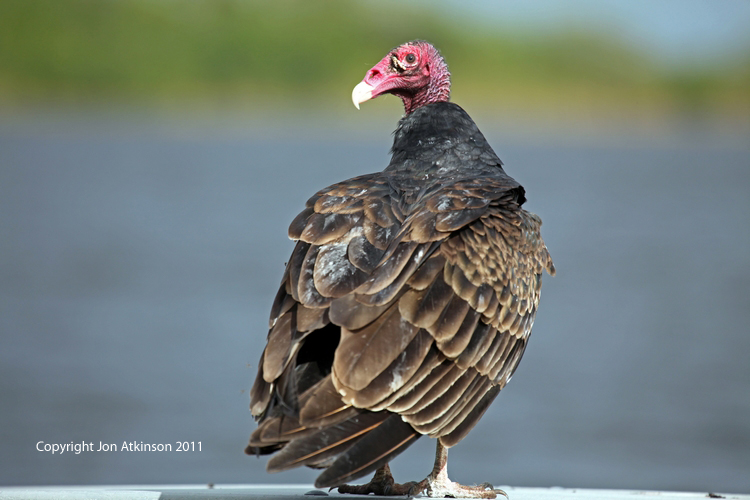 Turkey Vulture, Everglades N.P. Turkey Vulture